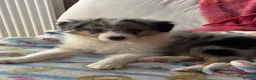Border Collie dogs for sale: Beautiful litter of 7 Border Collies  - Advert 10