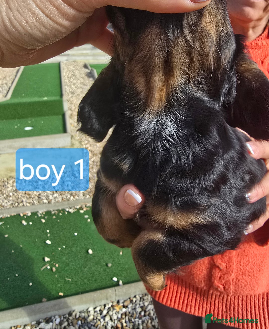 Cocker Spaniel dogs for sale: Cocker spaniel puppies  - Image 11