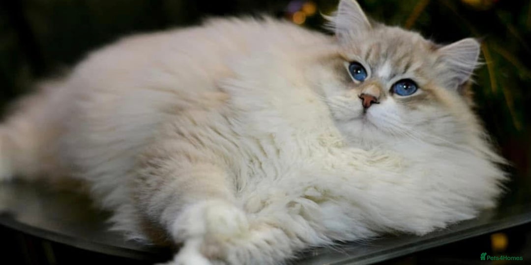 Siberian cats for stud: Stud Champion Bloodline Neva Masquerade GCCF TICA - Image 2