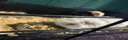 Guinea Pig rodents for sale: 3 male guinea pigs  in Buckley - Advert 2