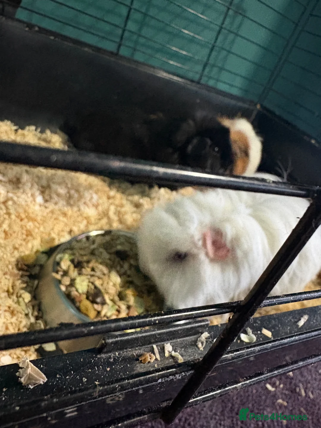 Guinea Pig rodents for sale: 3 male guinea pigs  in Buckley - Advert 2