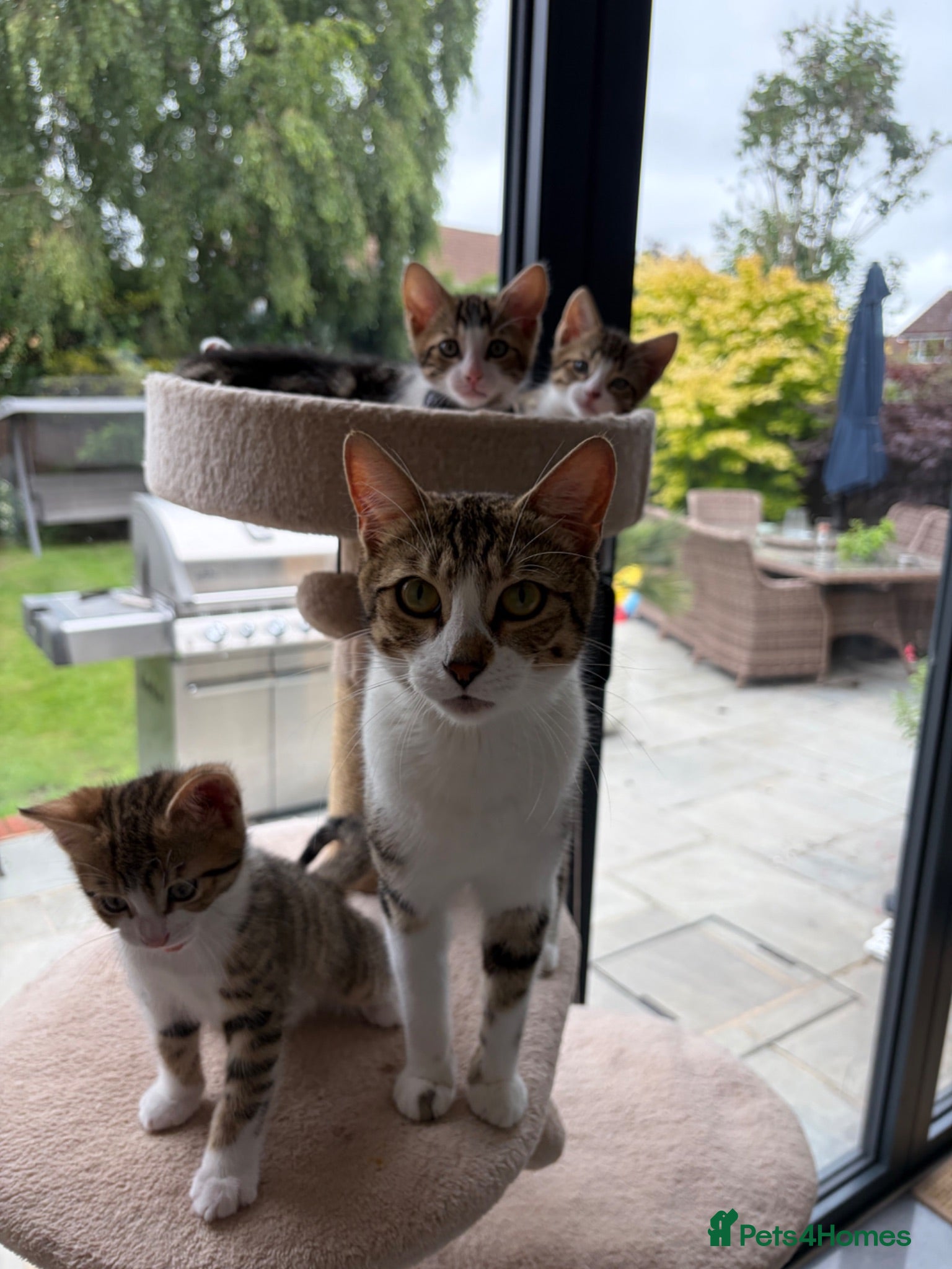 Mixed Breed cats Mixed breed with bengal - Advert 1