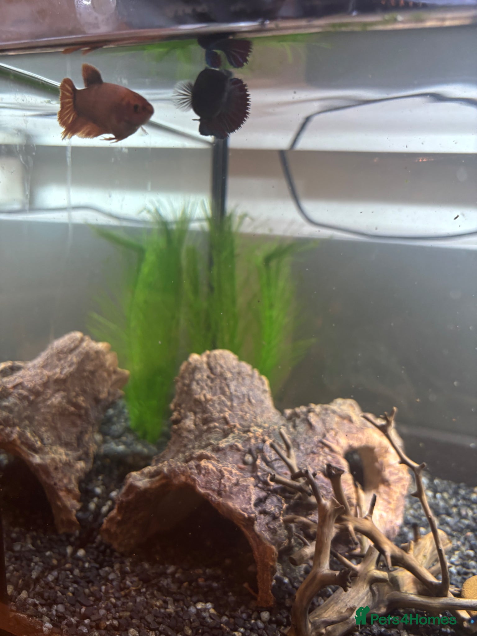 Bettas fish for sale: 3 bettas, 5 neon tetras, one clown pleco - Advert 5