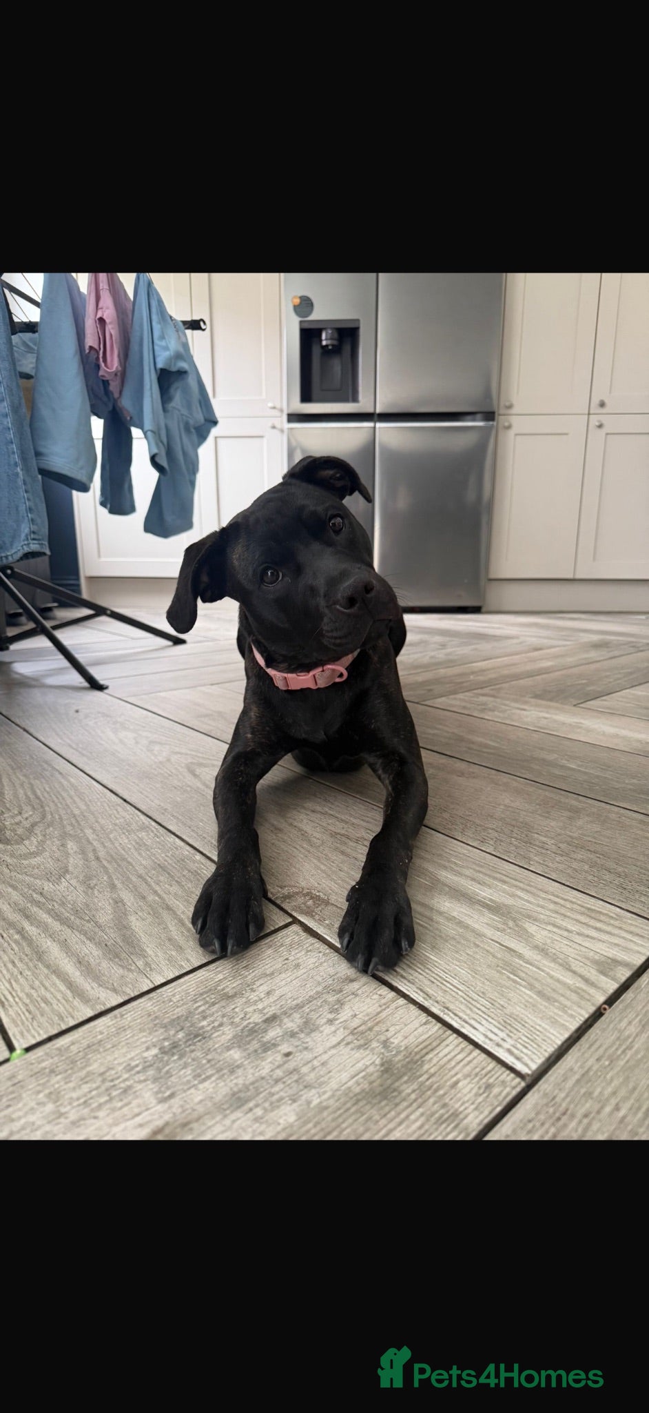 Staffordshire Bull Terrier dogs 8 month old staff - Advert 12