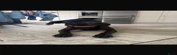 Staffordshire Bull Terrier dogs for sale: 8 month old staff - Advert 1