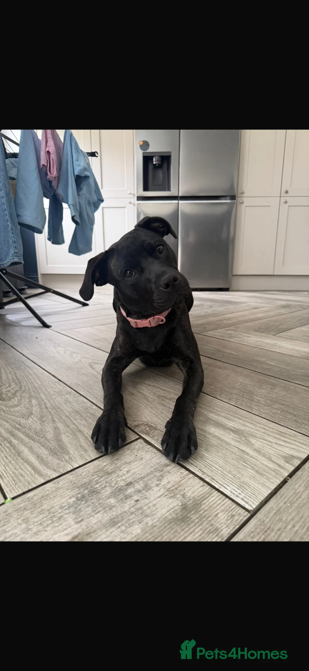 Staffordshire Bull Terrier dogs for sale: 8 month old staff - Advert 1