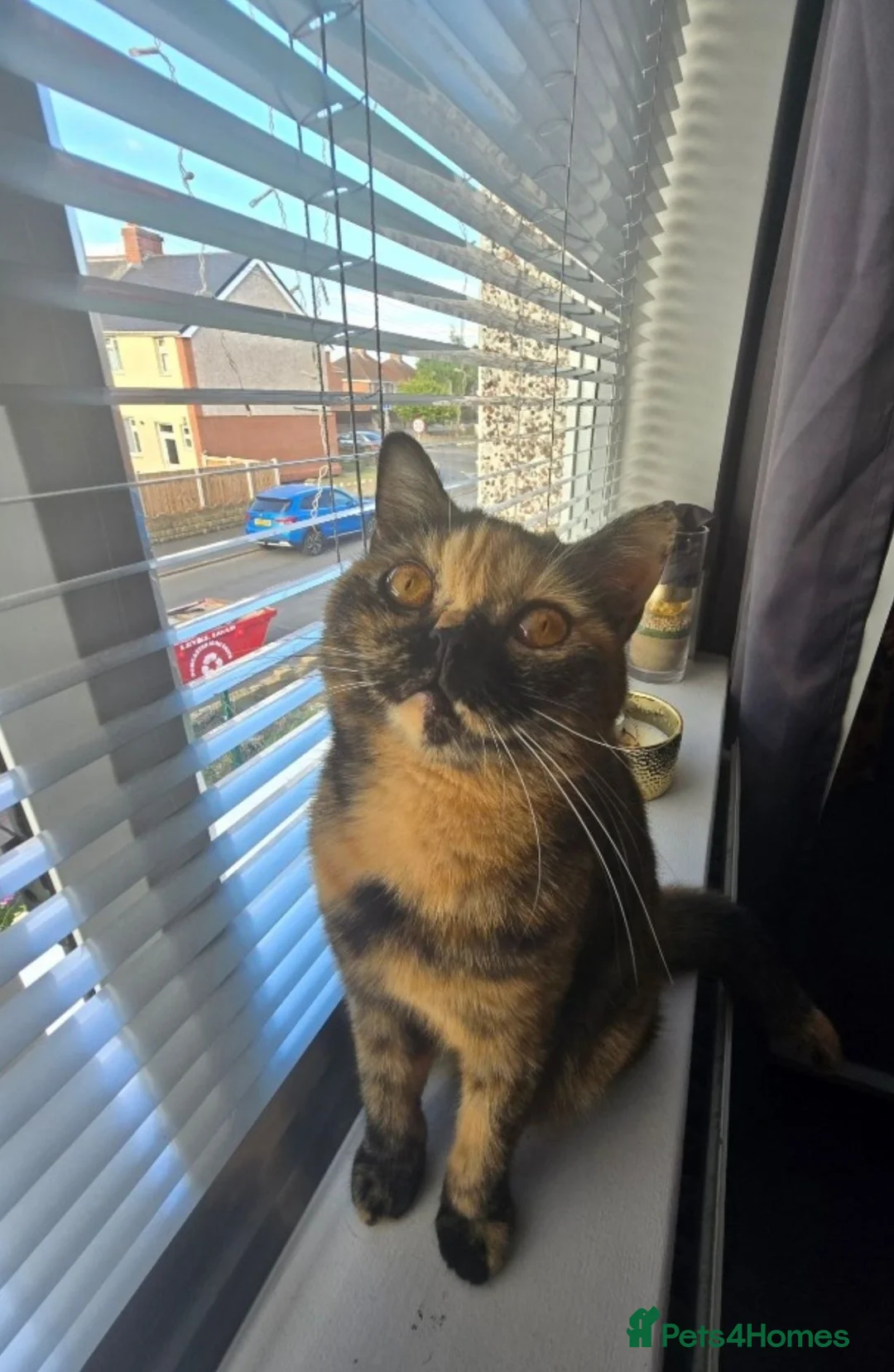 British Shorthair cats for sale: ❤️❤️❤️ - Advert 1