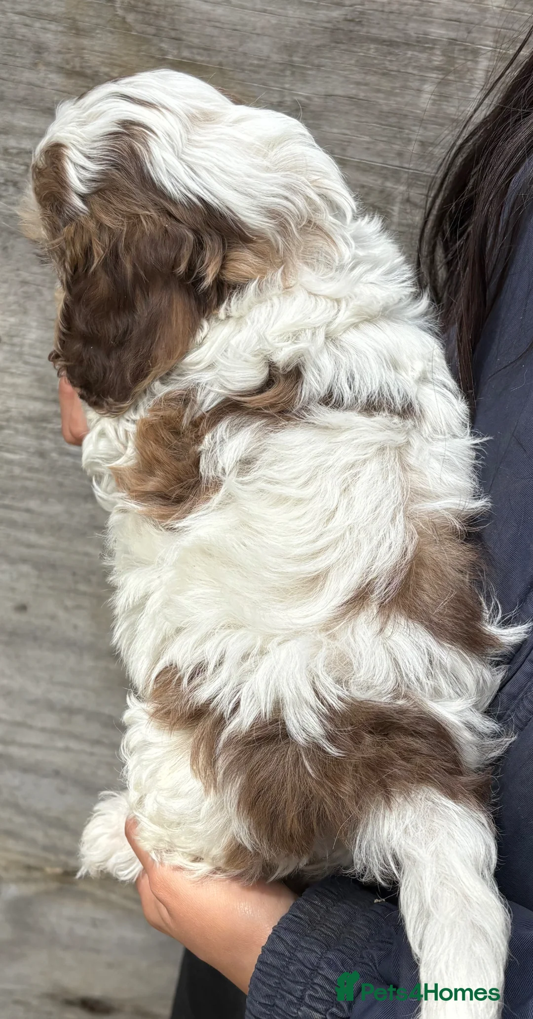 Cockapoo dogs for sale: F1 cockapoo puppies  - Advert 14