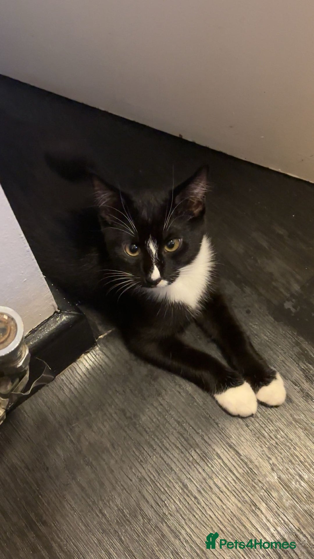 Mixed Breed cats for sale: Kittens for sale  - Image 11