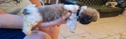 Mixed Breed dogs for sale: Shih-Tzu X puppies in Wisbech - Advert 17