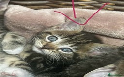 Mixed Breed cats for sale: 6 Of the cutest kittens ever !  - Image 33