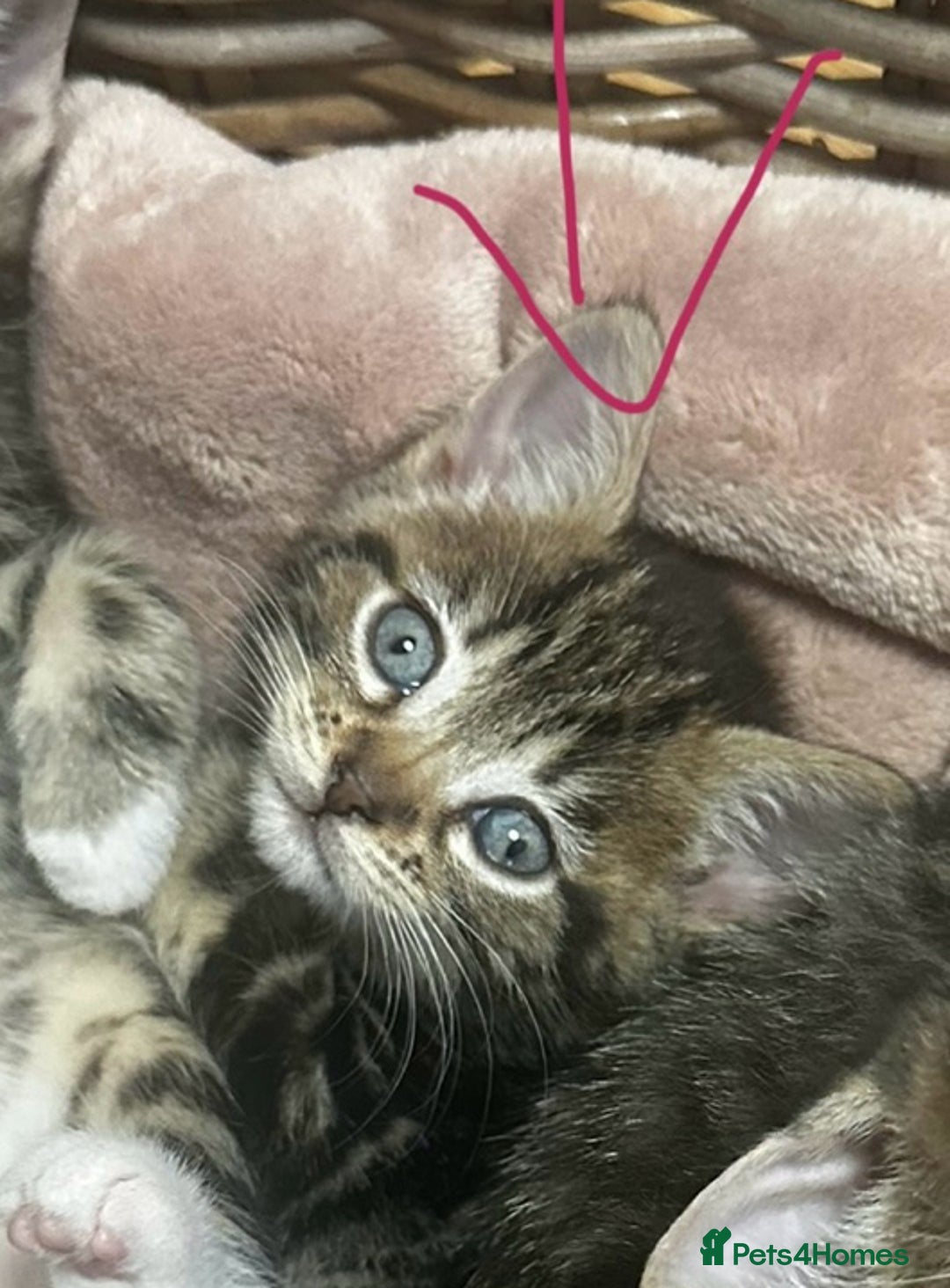 Mixed Breed cats for sale: 6 Of the cutest kittens ever !  - Image 33