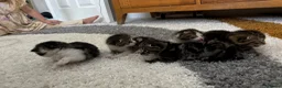 Mixed Breed cats for sale: Litter of 5 kittens mackerel  - Advert 5