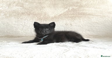 Pomsky dogs - Advert 4
