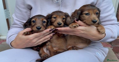 Miniature Dachshund dogs Mini long hair dapple dachshunds - Advert 6
