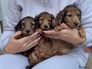 Miniature Dachshund dogs - Advert 31