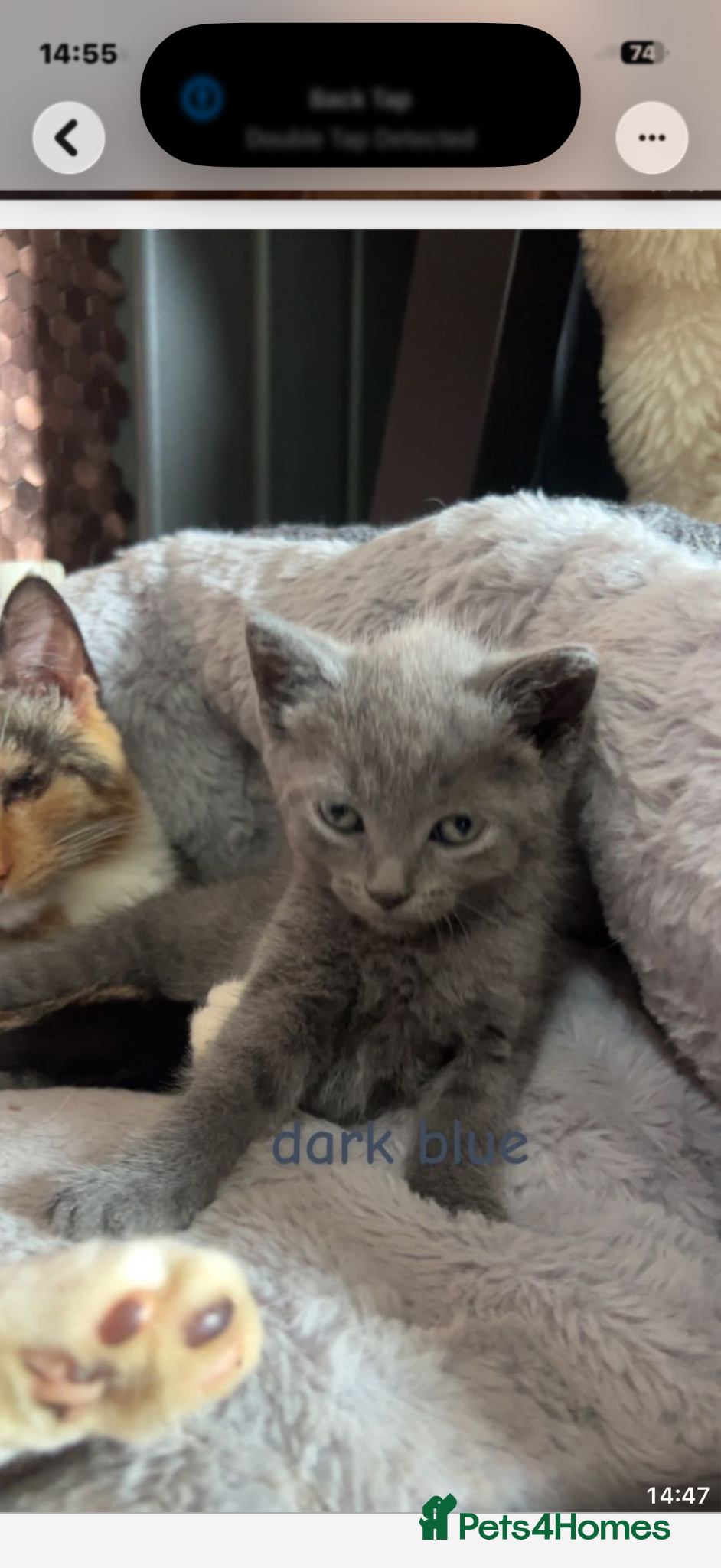 Mixed Breed cats 3 lovely boy kittens ready to leave 19/6 *2 left * - Advert 18
