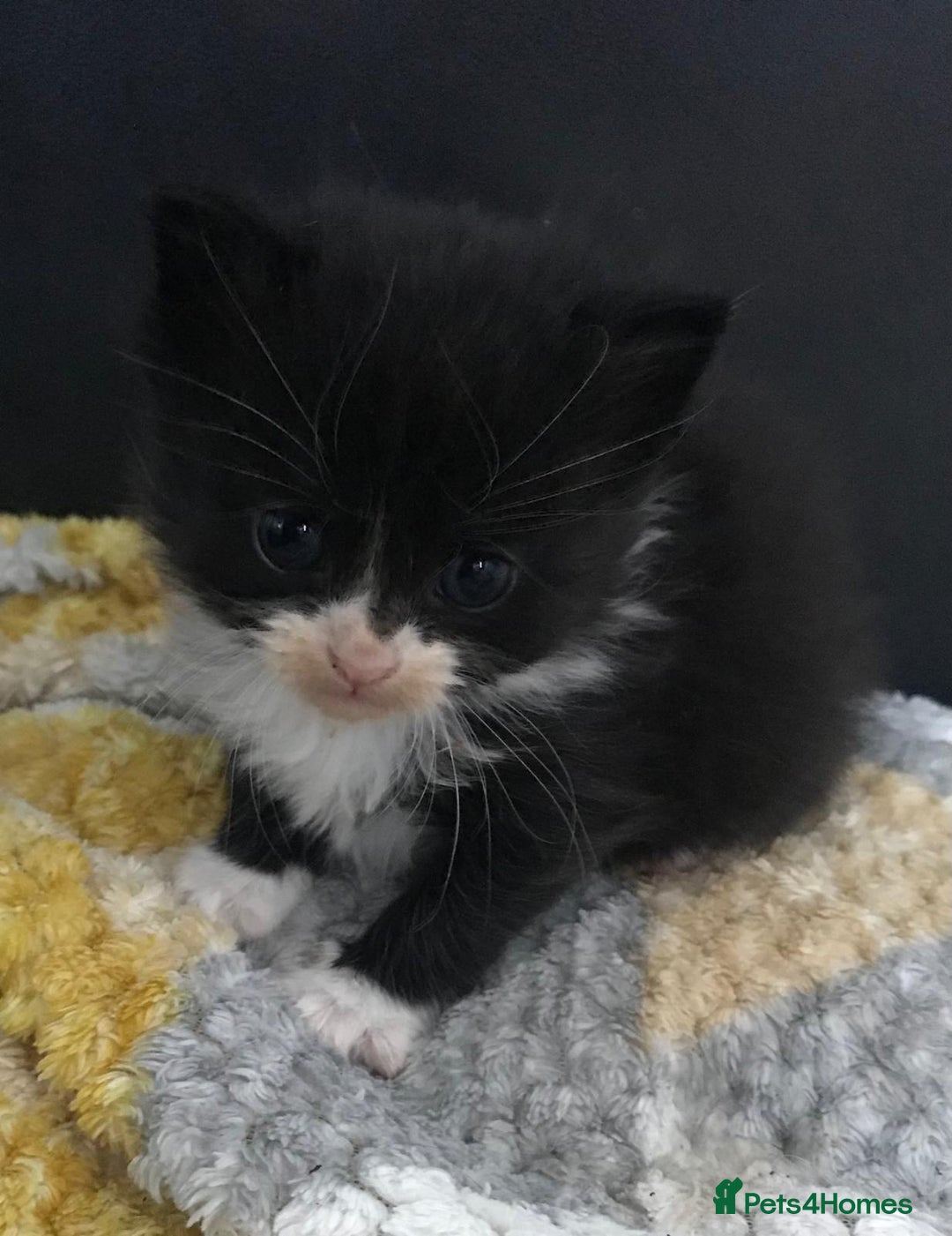 Mixed Breed cats for sale: Adorable half rag doll kittens  - Advert 20