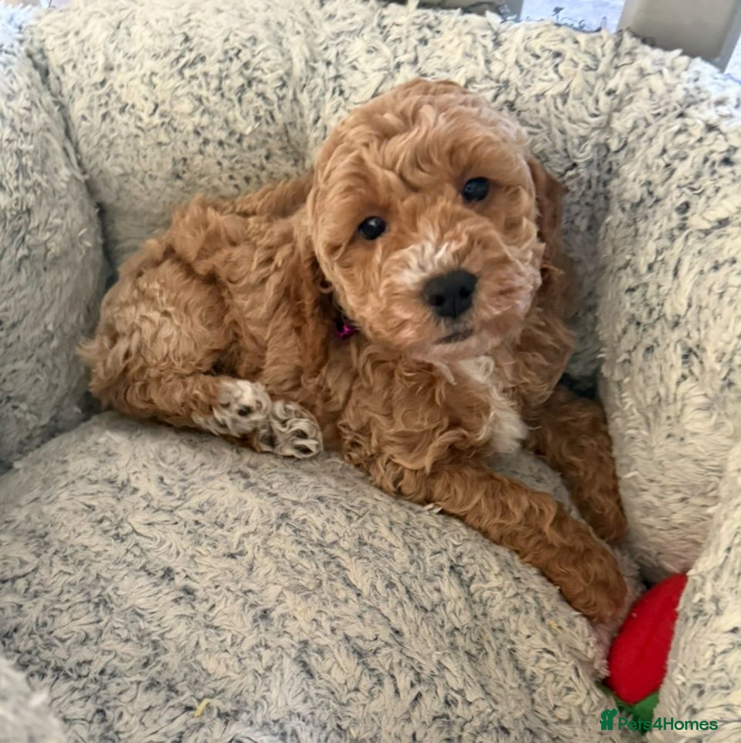 Cockapoo dogs for sale: Quality F1b Cockapoo Puppies - Advert 9