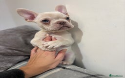 French Bulldog dogs for sale: 3 beautiful pedigree French bulldog puppies  - Image 7