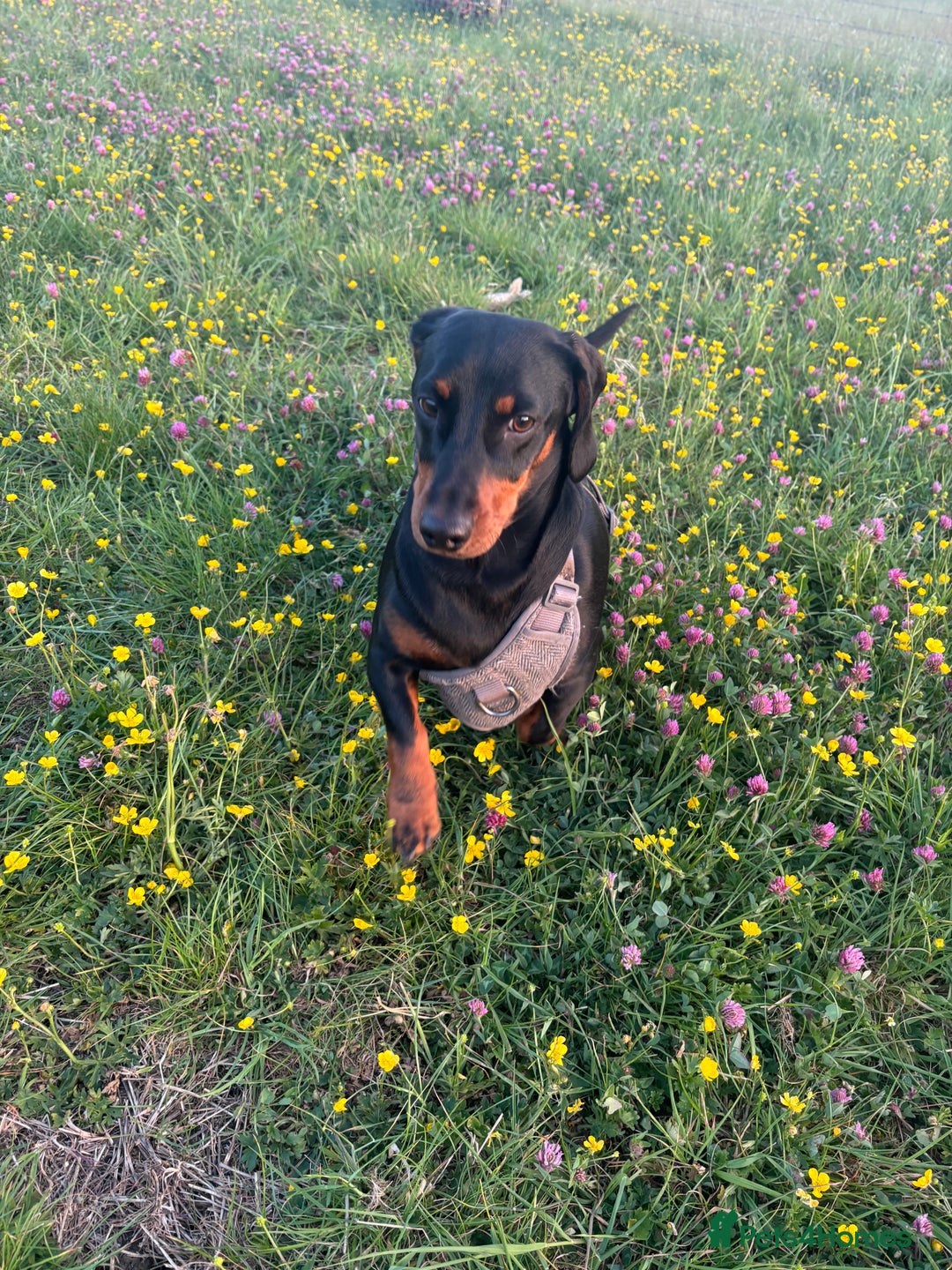 Mixed Breed dogs for sale: Miniature dachshund x cocker spaniel  - Image 7