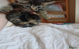 Mixed Breed cats for sale: Kitty  - Image 6
