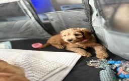 Cockapoo dogs for sale: Beautiful Cockapoos  - Image 15