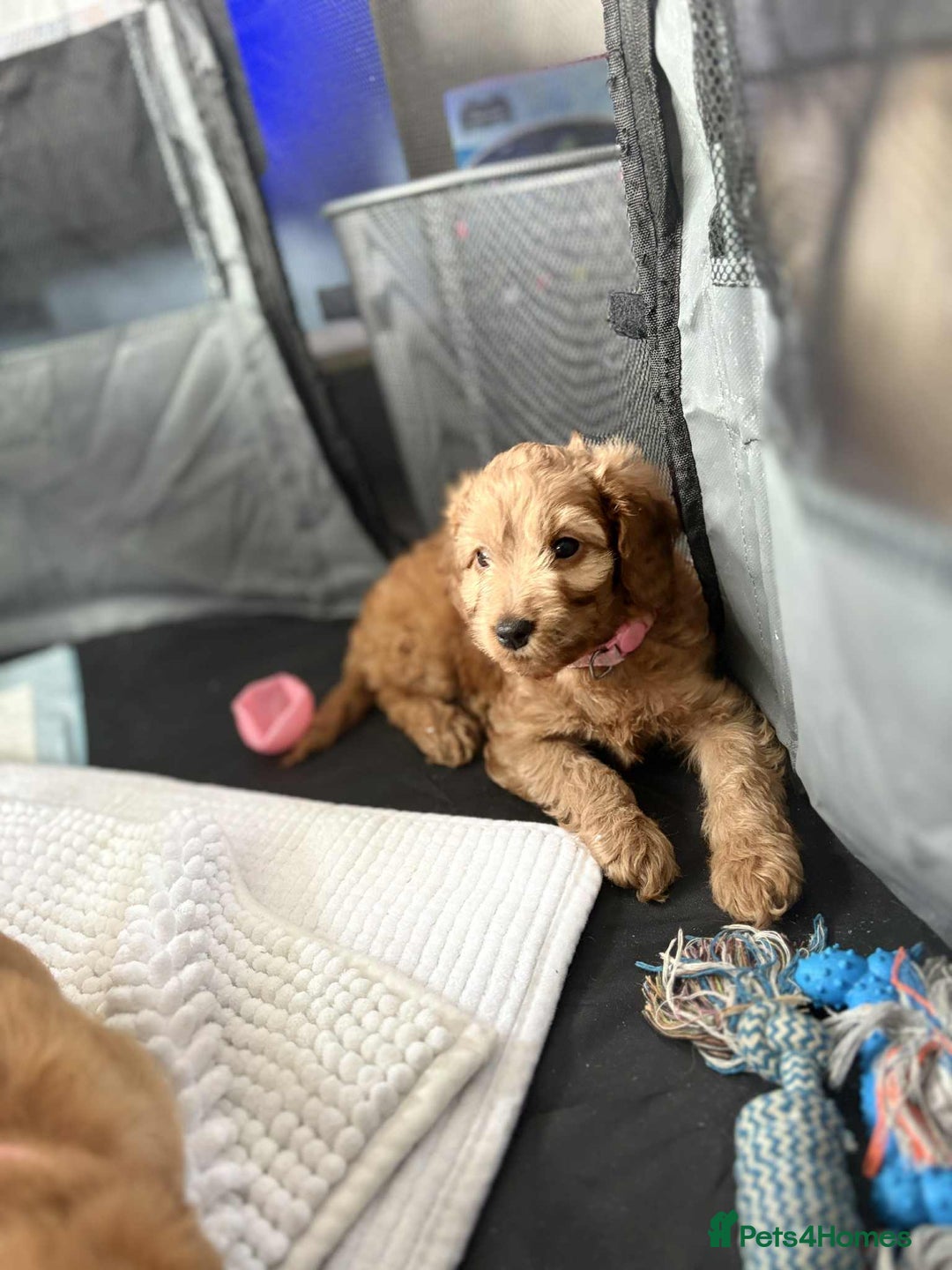 Cockapoo dogs for sale: Beautiful Cockapoos  - Image 15