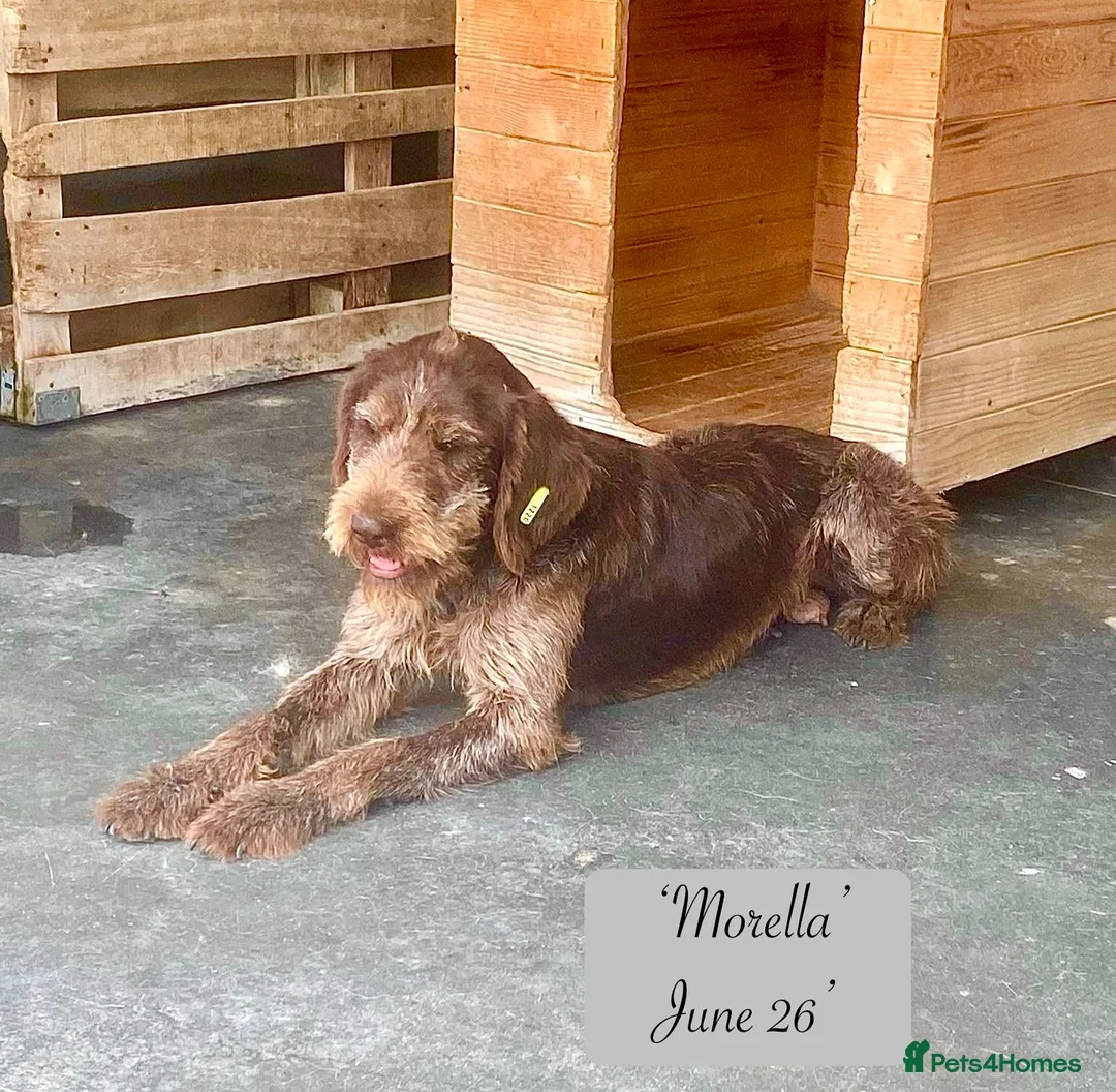 Mixed Breed dogs for adoption: Morella, 5 yrs approx. Available for adoption. in Brixham - Advert 2