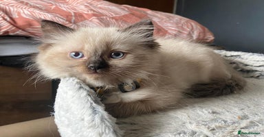 Ragdoll cats - Advert 7