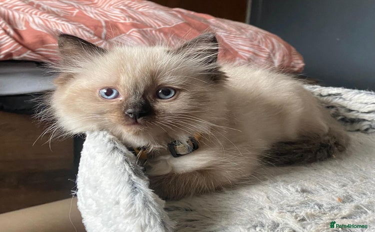 Ragdoll cats - Advert 4