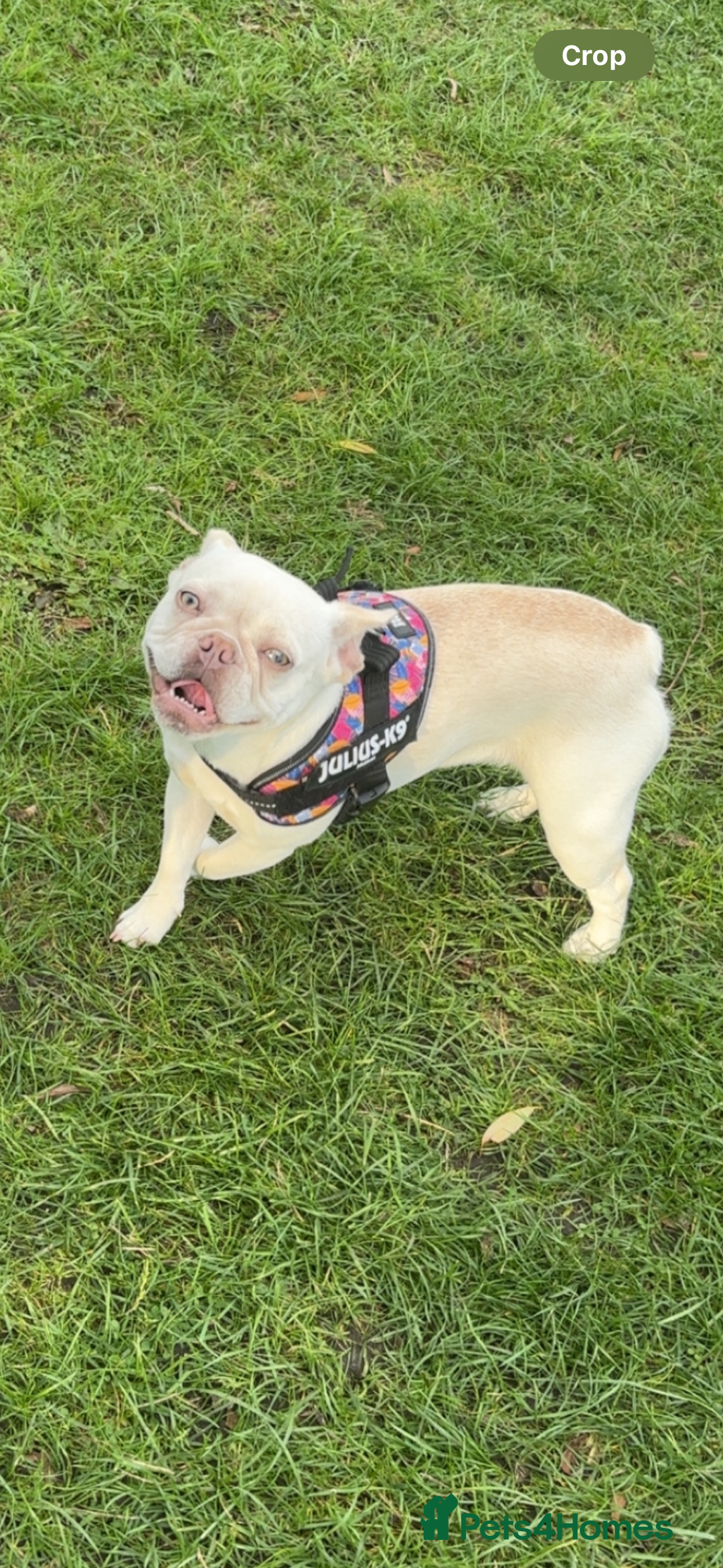 Mixed Breed dogs for sale: French bulldog mixed chihuahua  - Advert 4