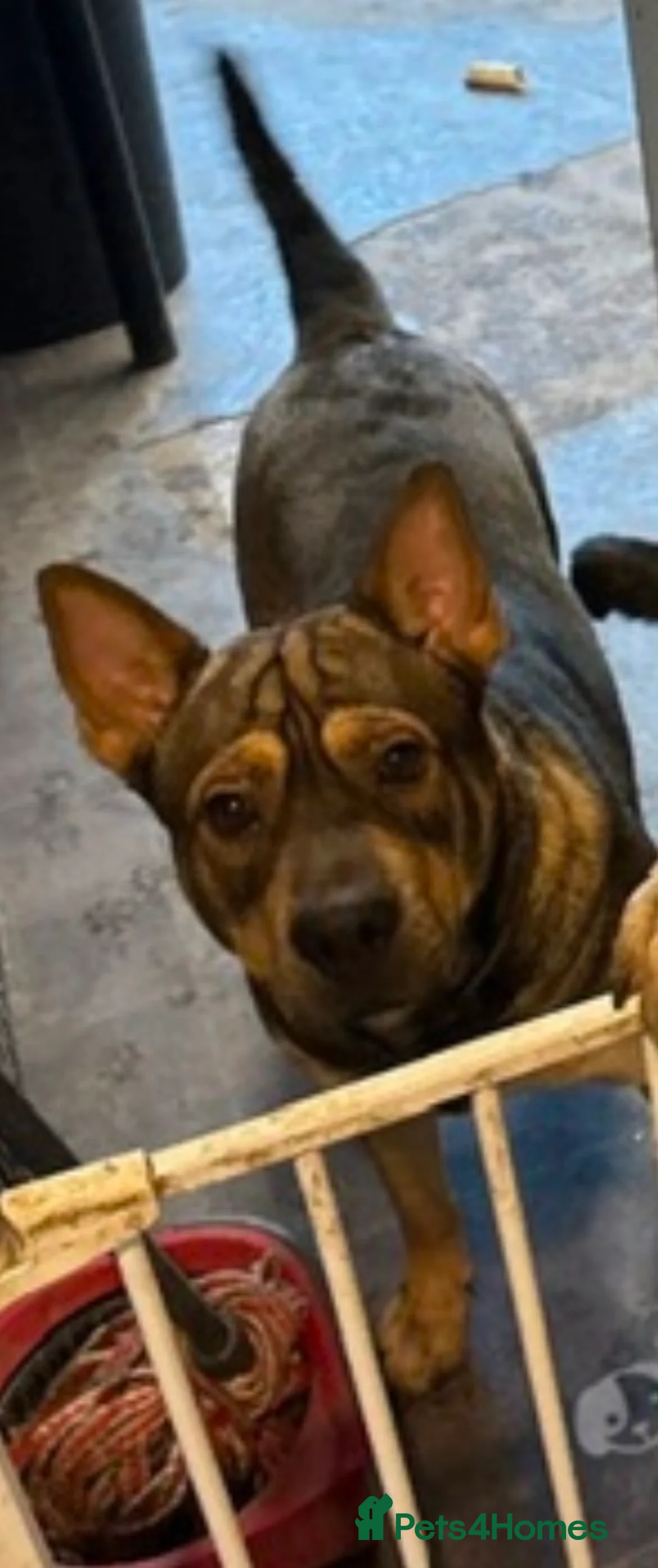 Mixed Breed dogs for sale: Mixed breed - Advert 1