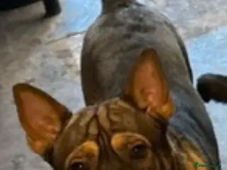 Mixed Breed dogs Mixed breed - Advert 1