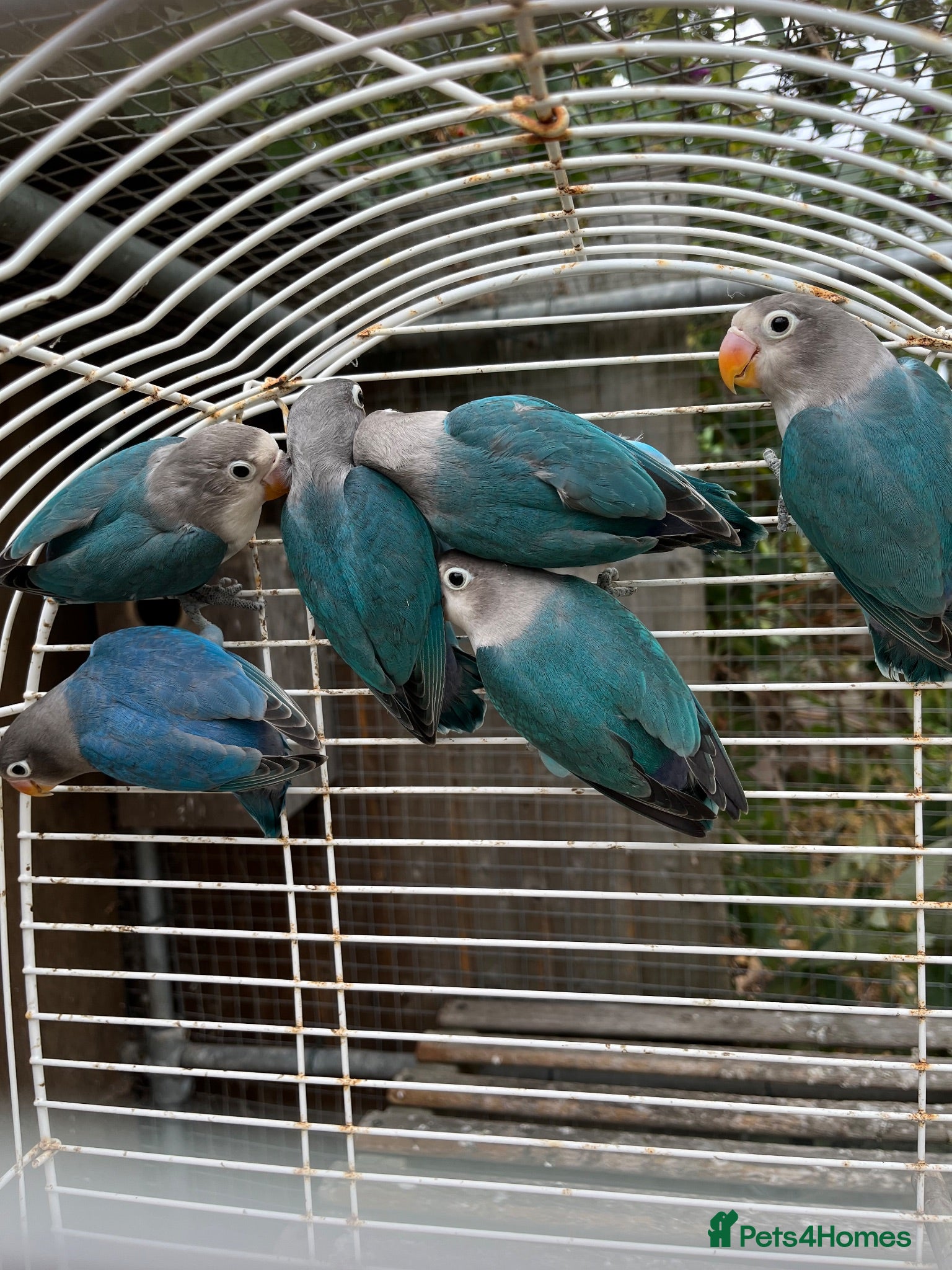Lovebirds birds Young Fisher love birds for sale - Advert 2