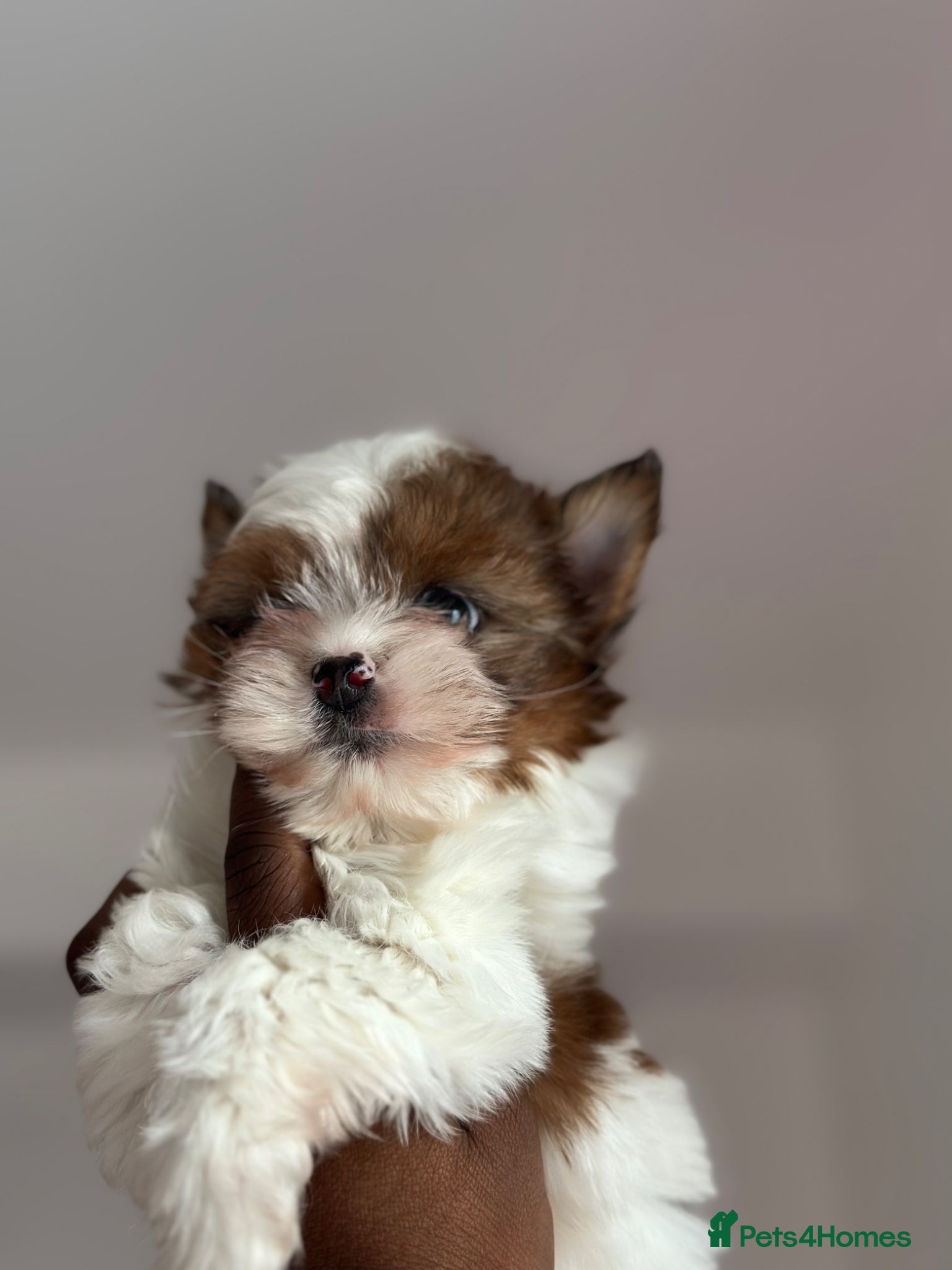 Yorkshire Terrier dogs Ready to leave, Rare Tiny Chocoberry Girl🧿 - Advert 1