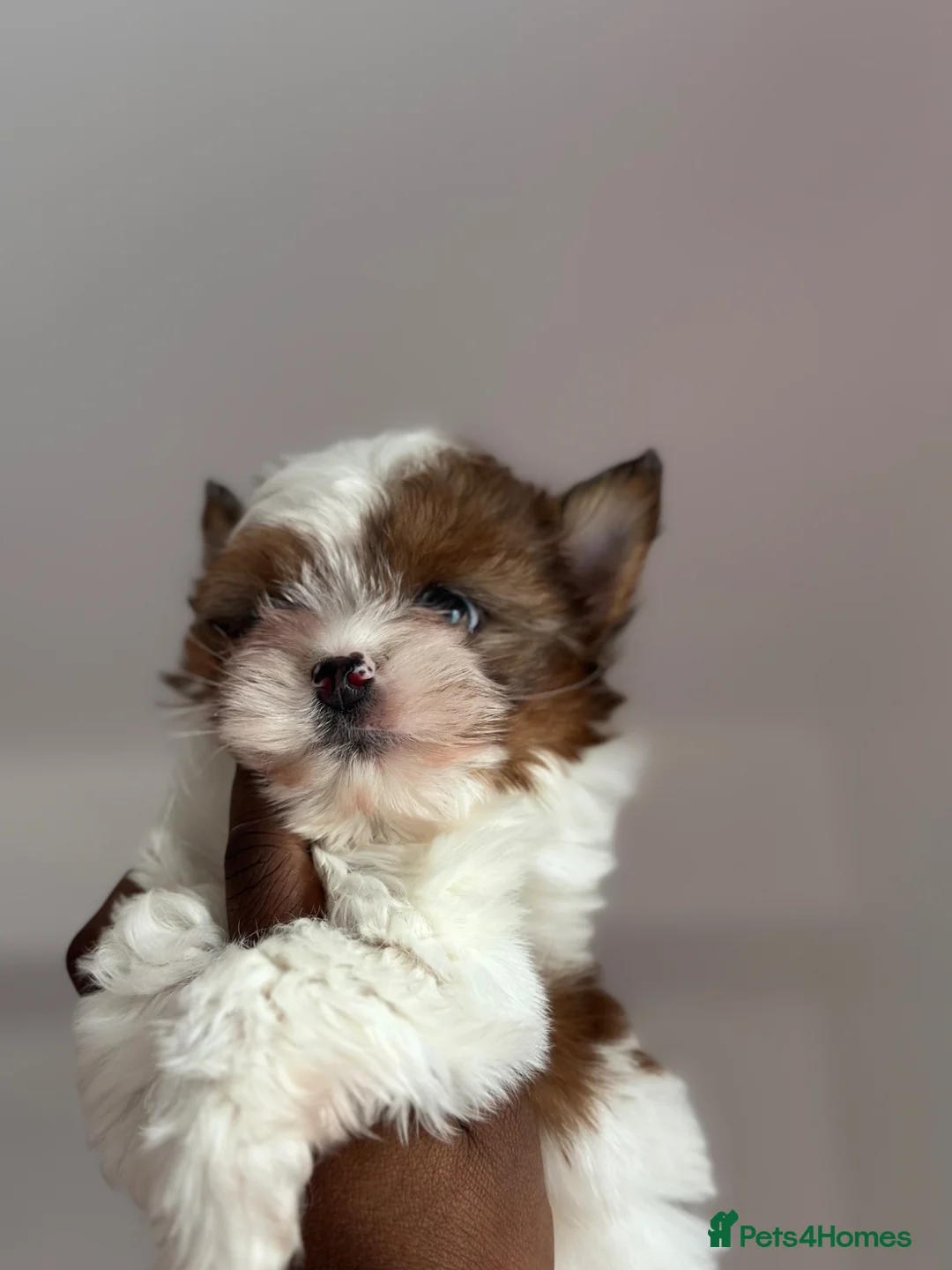 Yorkshire Terrier dogs for sale: Ready to leave, Rare Tiny Girl🧿 - Advert 2