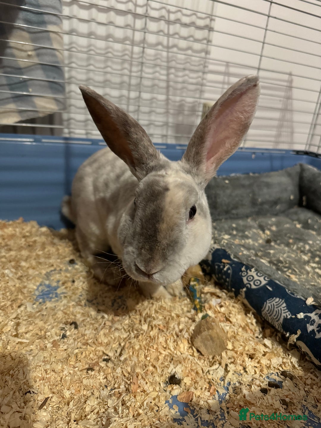Mixed Breed rabbits for sale: Adult Male rabbit for sale  - Advert 5
