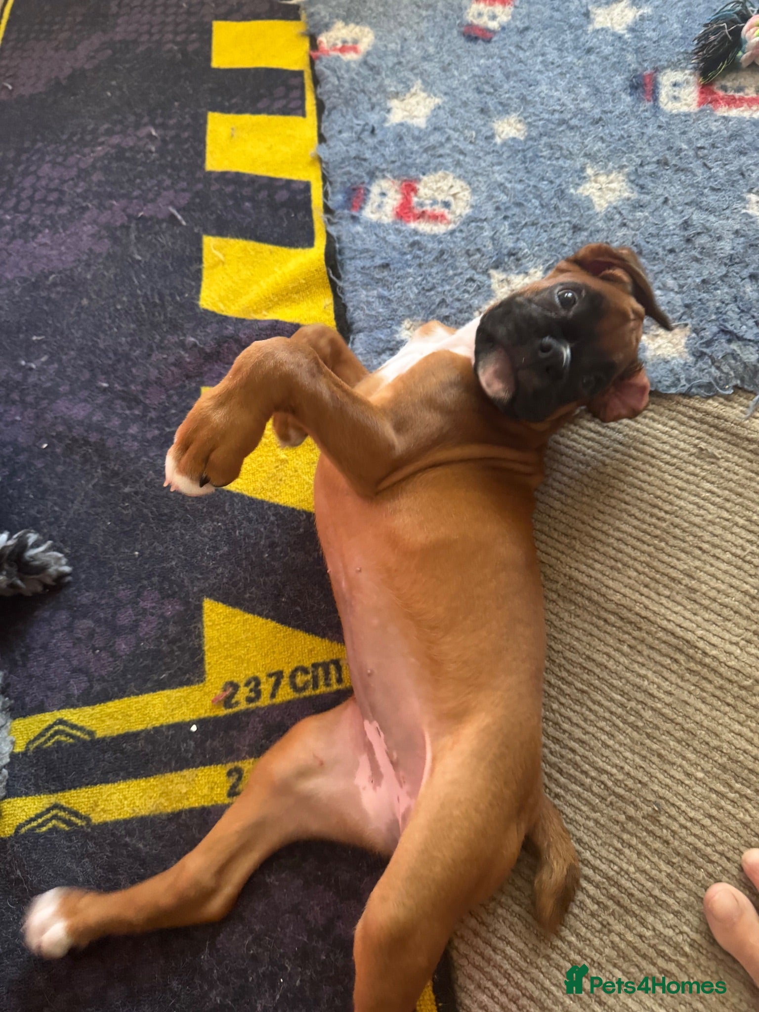 Boxer dogs charthaihen boxers - Advert 6