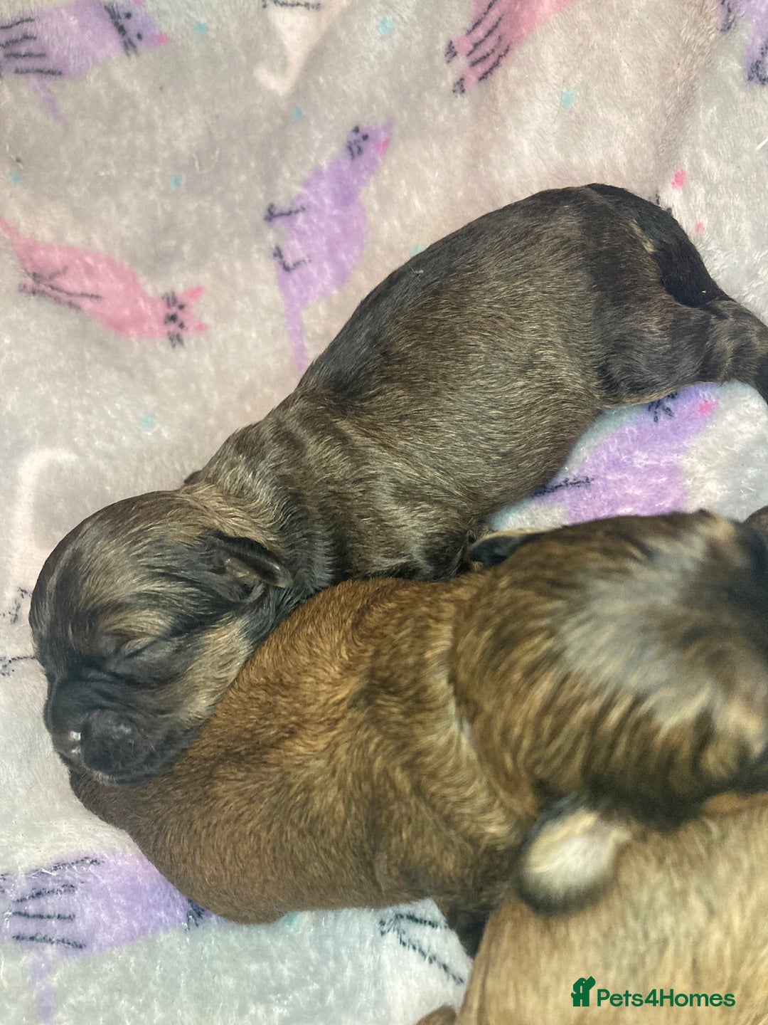 Shihpoo dogs for sale: Read the advert 5 star rated Toy shihpoo puppies - Image 31
