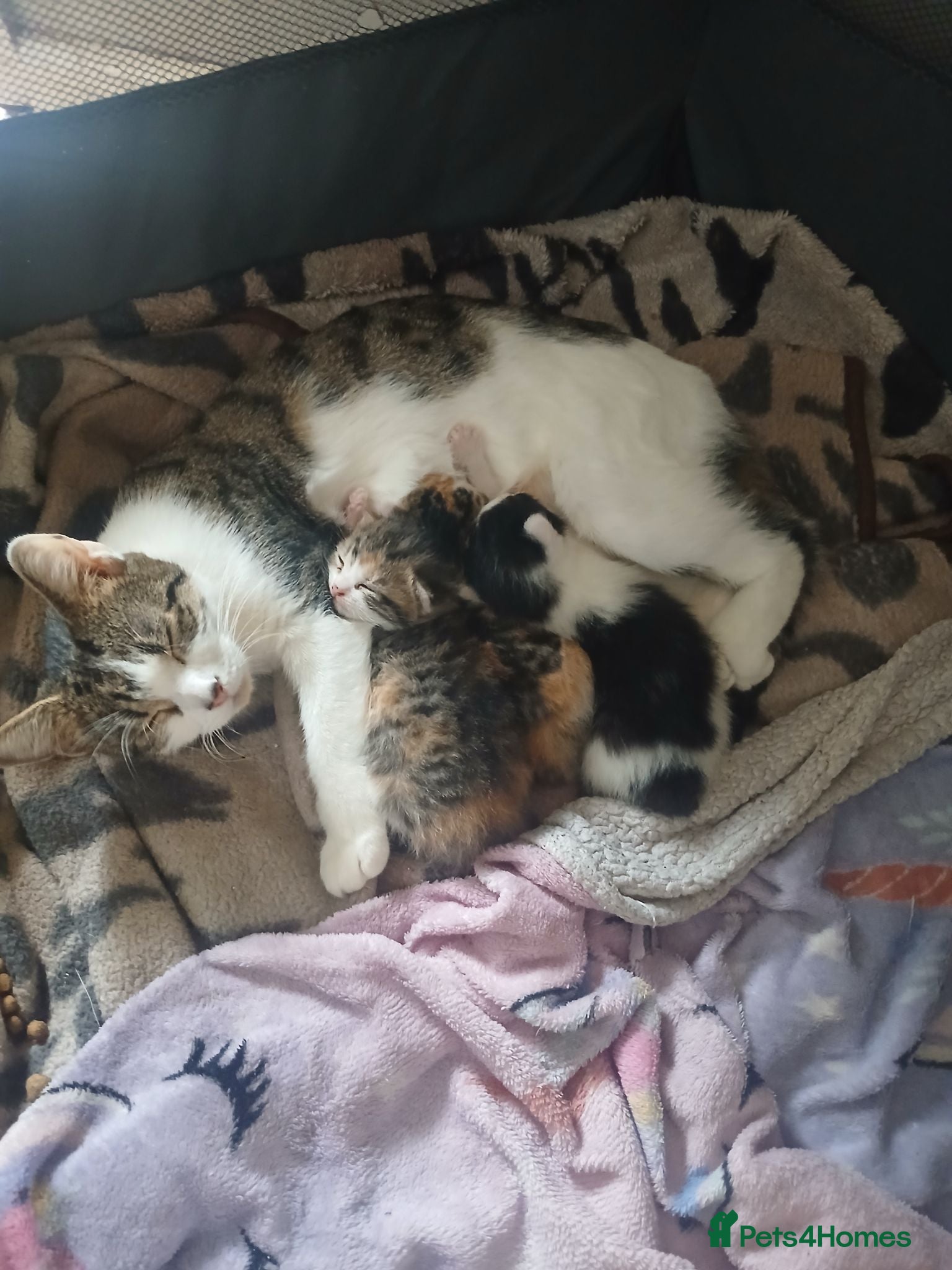 Mixed Breed cats Female kitten  - Advert 2