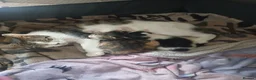 Mixed Breed cats for sale: Female kitten  - Advert 1