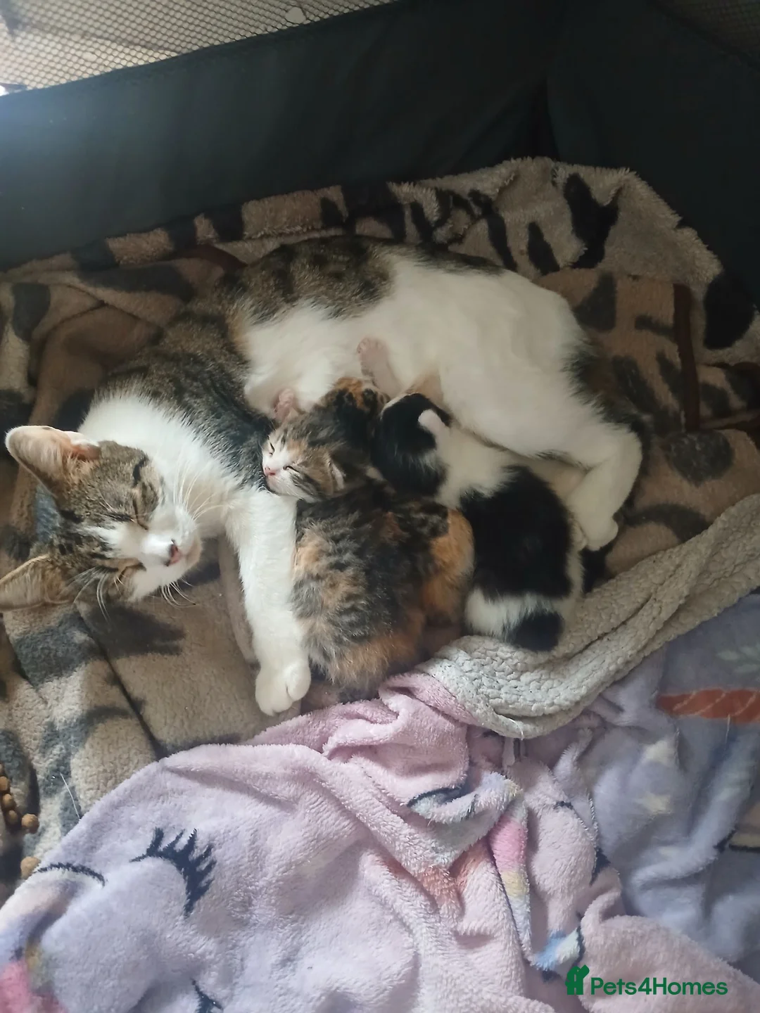 Mixed Breed cats for sale: Female kitten  - Advert 1