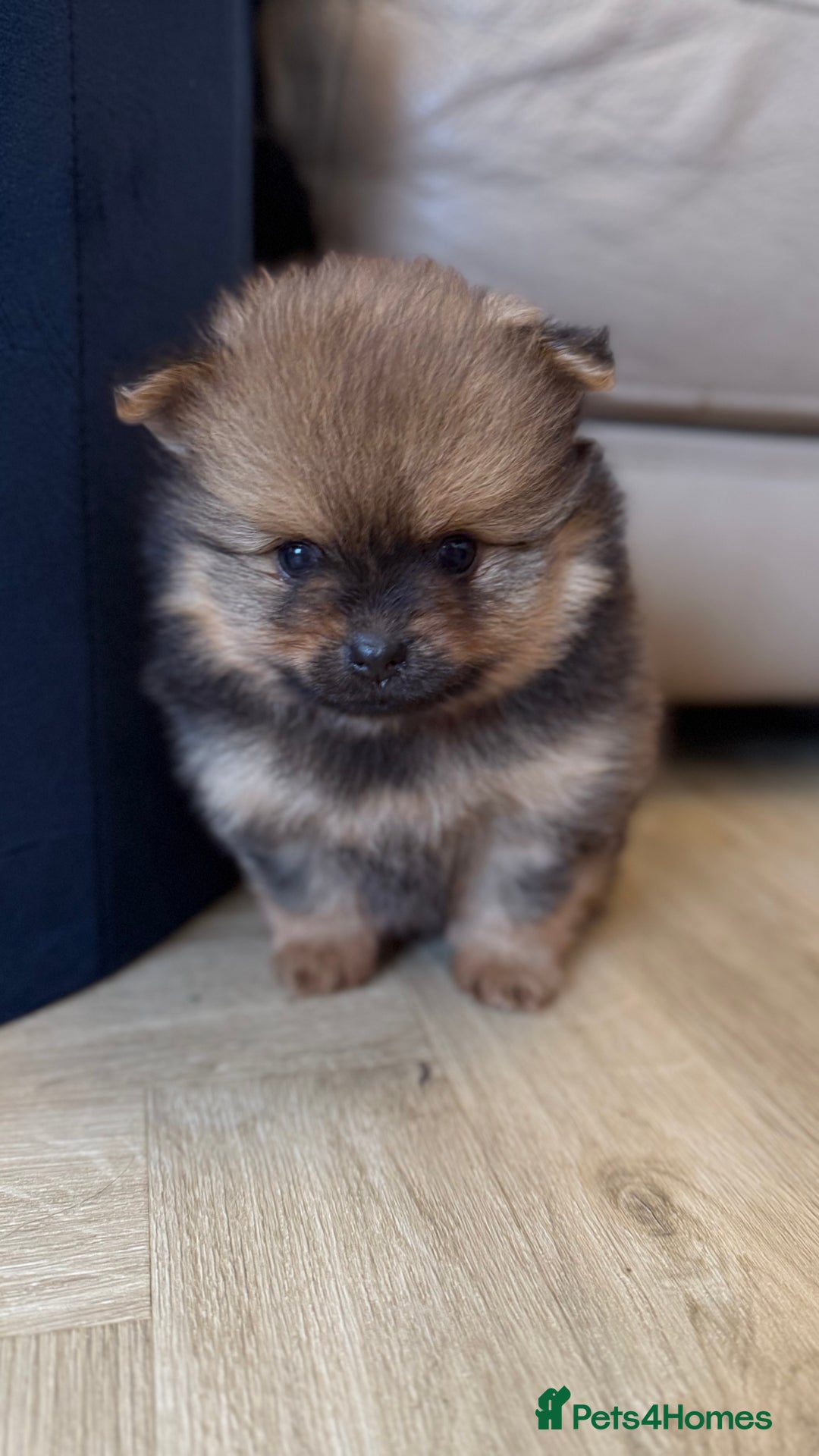 German Spitz dogs for sale: KC Reg Show Type German Spitz (Klein) For Sale. - Image 11