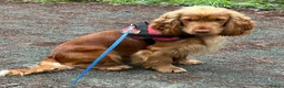 Cocker Spaniel dogs for sale: Show Type Cocker Spaniels in Sandy - Advert 21