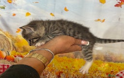 Mixed Breed cats for sale: Ragdoll x Bengal Exquisite Unique kittens - Image 11