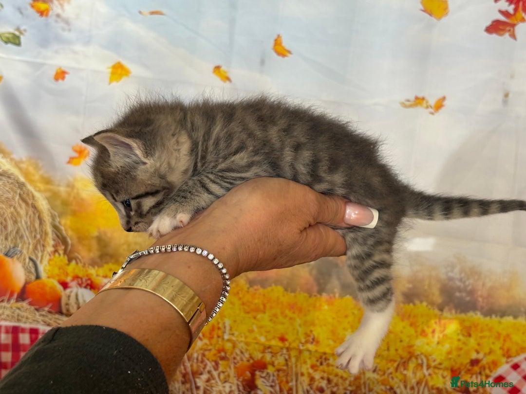 Mixed Breed cats for sale: Ragdoll x Bengal Exquisite Unique kittens - Image 11
