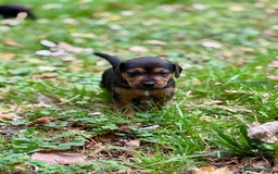 Mixed Breed dogs for sale: 🖤 BOLD Patterdale X  puppies 🖤 - Image 13