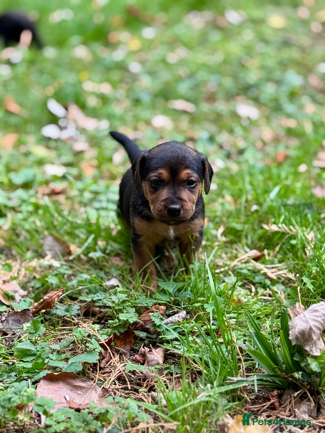 Mixed Breed dogs for sale: 🖤 BOLD Patterdale X  puppies 🖤 - Image 13