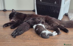 Persian cats for sale: Half persian fluffy kittens - Image 10